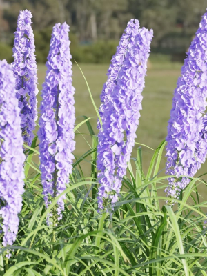 plants-for-outdoor-collection-vol-177-blender-3d-model-a6d3a89496