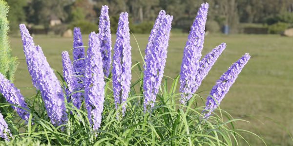 Plants for outdoor collection vol 177-Blender