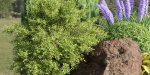 Plants for outdoor collection vol 177-Blender