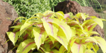 Plants for outdoor collection vol 177-Blender