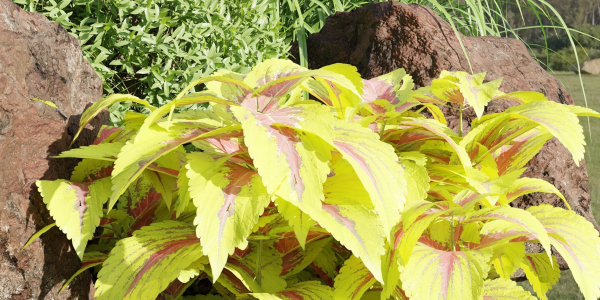 Plants for outdoor collection vol 177-Blender