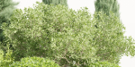 Plants for outdoor collection vol 231-Blender