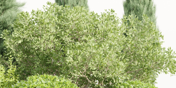 Plants for outdoor collection vol 231-Blender