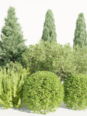 Plants for outdoor collection vol 231-Blender