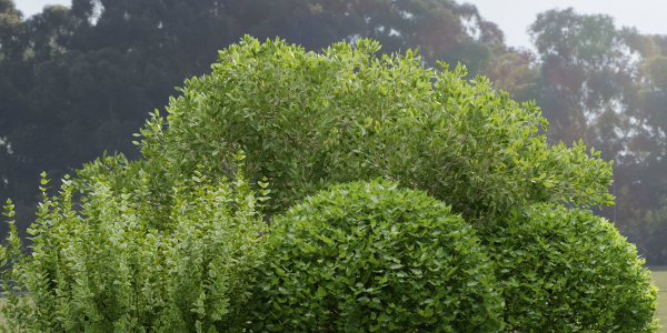 Plants for outdoor collection vol 231-Blender