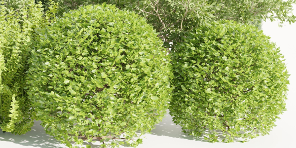Plants for outdoor collection vol 231-Blender