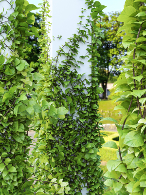 plants-hanging-on-pillars-01-3d-model-max-obj-fbx-mat