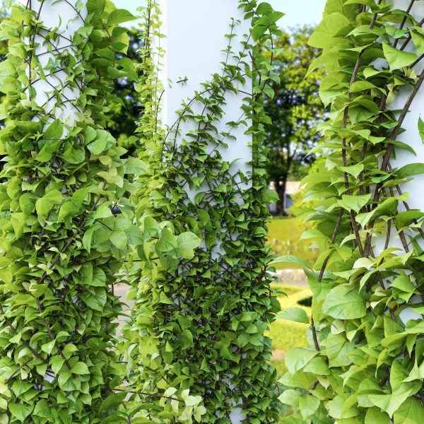 Plants Hanging On Pillars 01