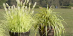 Plants in rusty metal pots collection vol 167-Blender