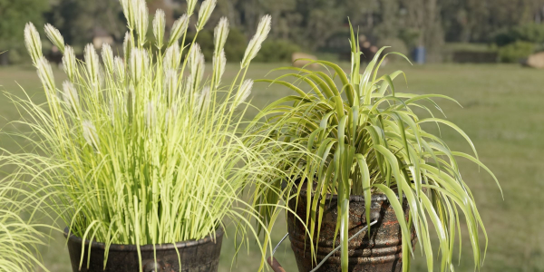Plants in rusty metal pots collection vol 167-Blender