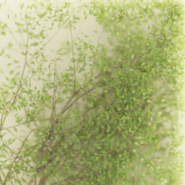 Plants in the light box vol 176-Blender