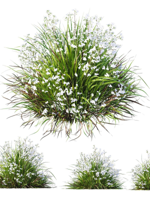 plants-libertia-grandiflora-grass-3d-model-17f460483b