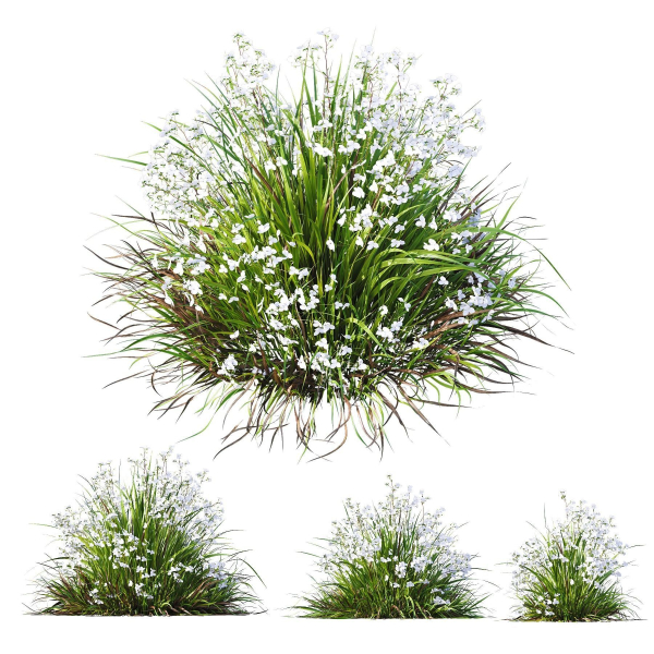 Plants Libertia Grandiflora Grass