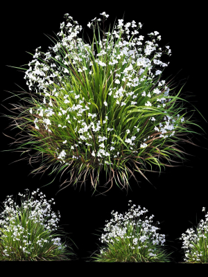 Plants Libertia Grandiflora Grass