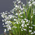 Plants Libertia Grandiflora Grass