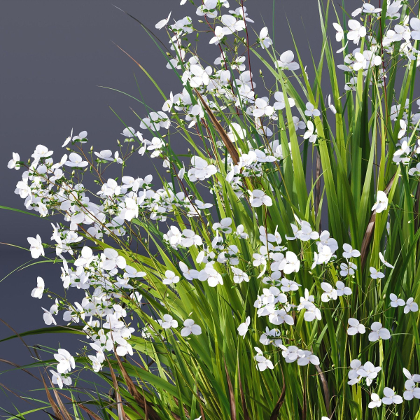 Plants Libertia Grandiflora Grass
