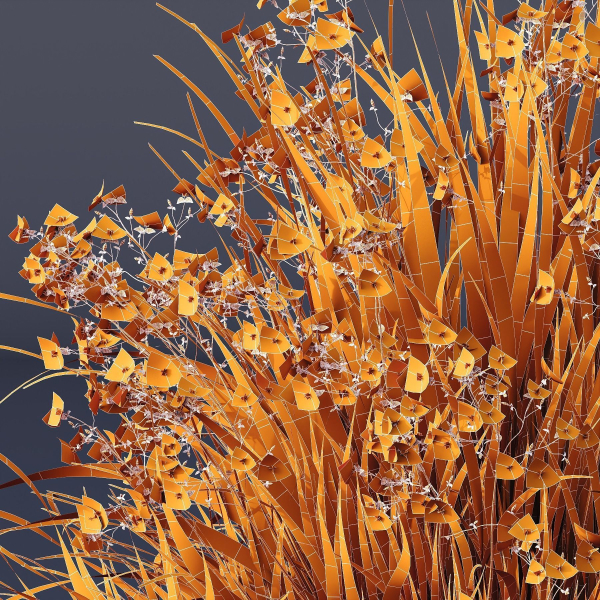 Plants Libertia Grandiflora Grass