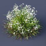 Plants Libertia Grandiflora Grass
