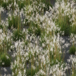 Plants Miscanthus Nepalensis Sinensis Sarabande Adagio