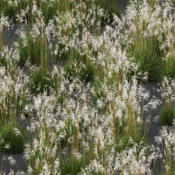 Plants Miscanthus Nepalensis Sinensis Sarabande Adagio