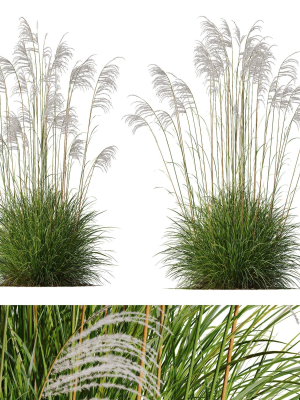 Plants Miscanthus Nepalensis Sinensis Sarabande Adagio