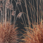 Plants Miscanthus Nepalensis Sinensis Sarabande Adagio