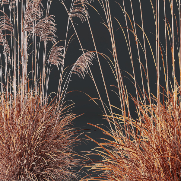 Plants Miscanthus Nepalensis Sinensis Sarabande Adagio