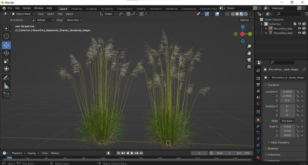Plants Miscanthus Nepalensis Sinensis Sarabande Adagio