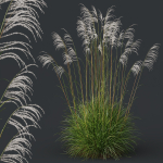 Plants Miscanthus Nepalensis Sinensis Sarabande Adagio