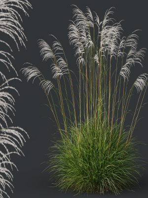plants-miscanthus-nepalensis-sinensis-sarabande-adagio-3d-model-84e9c13414