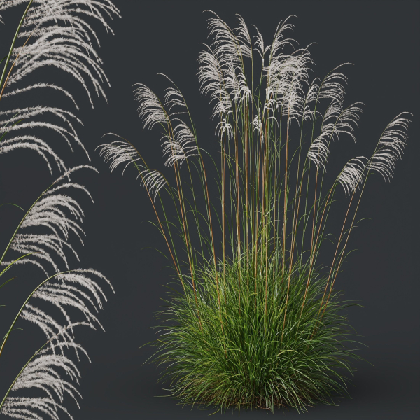Plants Miscanthus Nepalensis Sinensis Sarabande Adagio