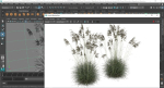 Plants Miscanthus Nepalensis Sinensis Sarabande Adagio