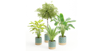 plants new collection vol 21-Blender