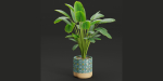 plants new collection vol 21-Blender