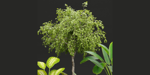 plants new collection vol 21-Blender