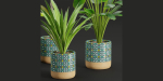 plants new collection vol 21-Blender