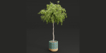 plants new collection vol 21-Blender