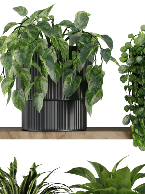plants-on-shelf-setv6-3d-model-48a1ebc095