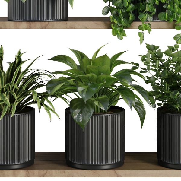 Plants on Shelf SetV6