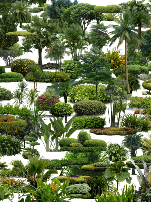 Plants Photohsop