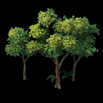 Plants - Shrubs 58