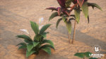 Plants Tropical G93