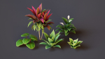 Plants Tropical G93
