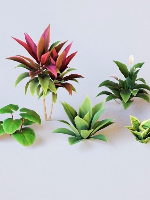 Plants Tropical G93
