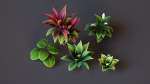 Plants Tropical G93