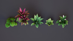 Plants Tropical G93