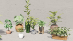 plants with pots