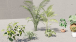 plants with pots
