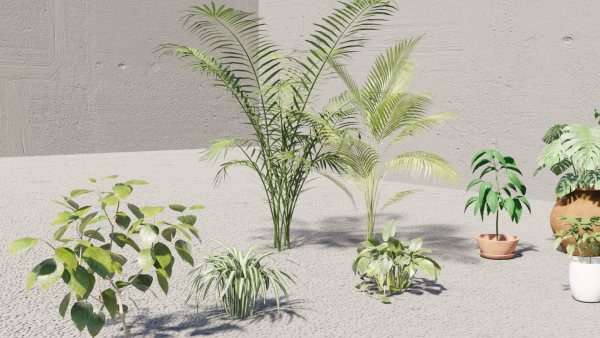 plants with pots