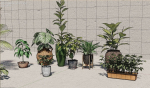 plants with pots